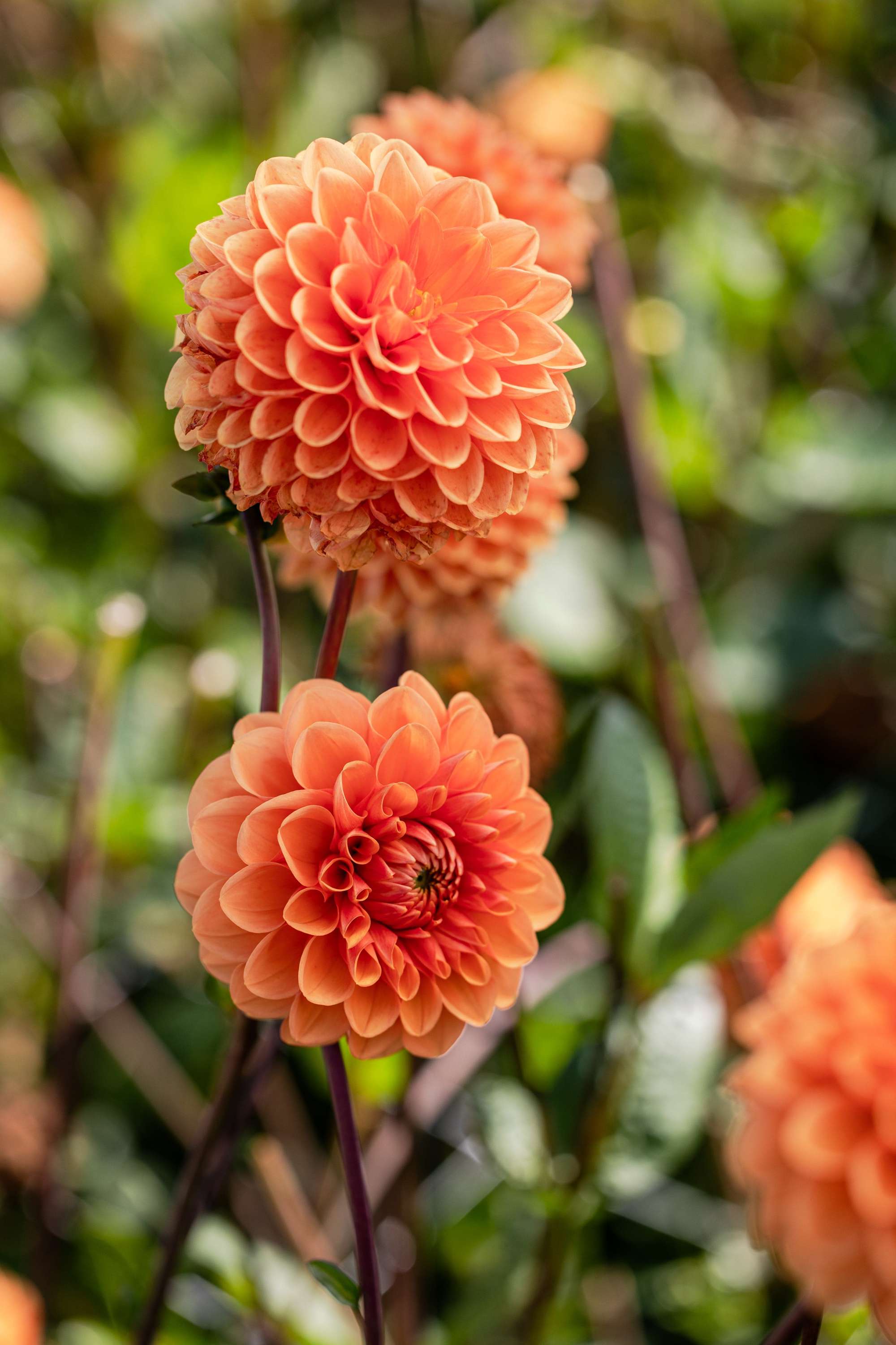 Dahlia 'Sylvia'